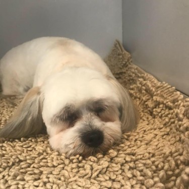 Judi Pets's Grooming Salon