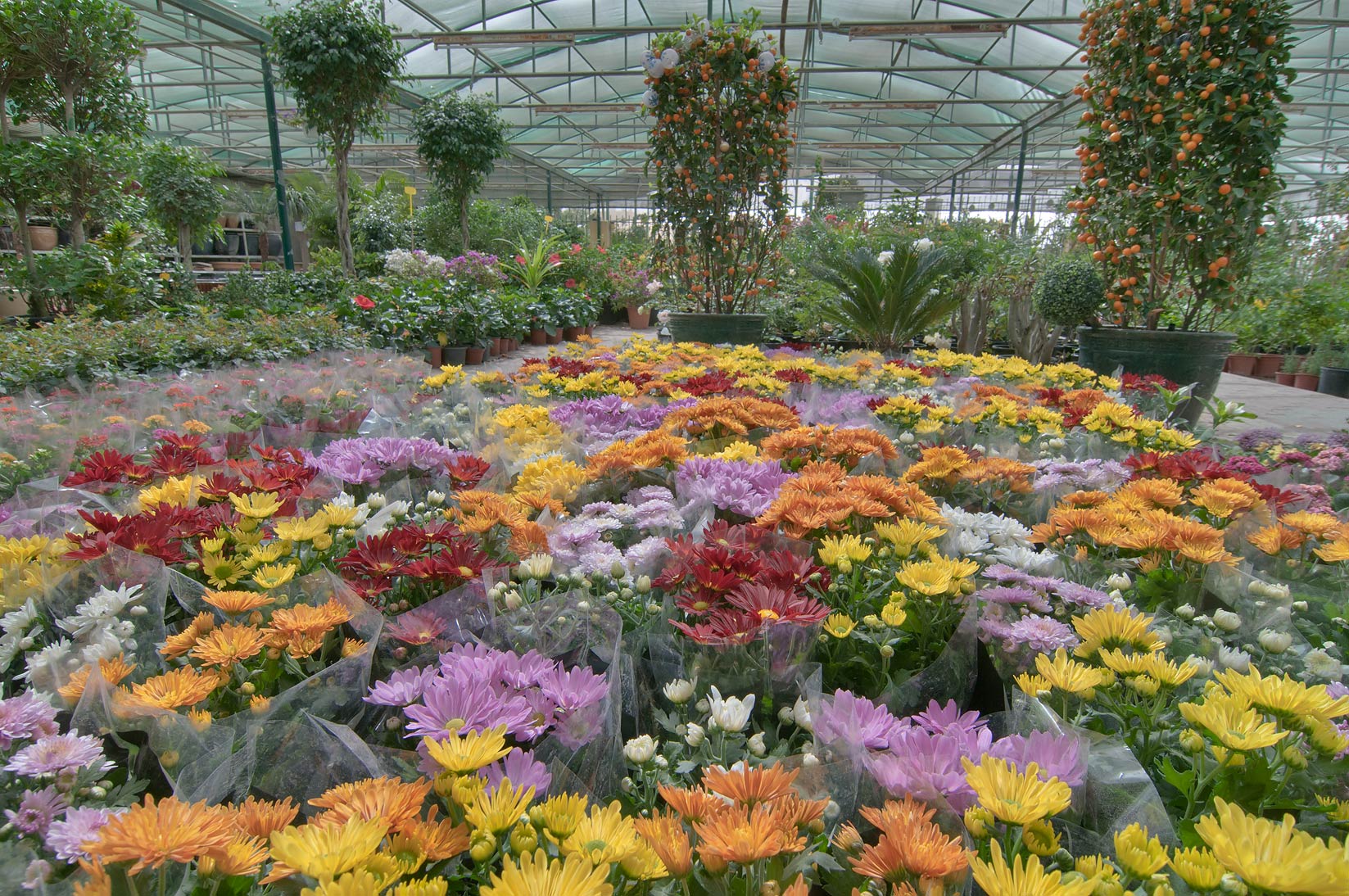 Aster Flowers Shop Dubai (Gifts and Flowers ) in Dubai Get Contact