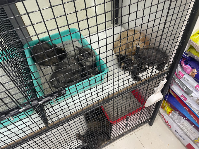 Pet (Pet Stores) in Mirdif Get Contact Number, Address, Reviews, Rating Dubai Local