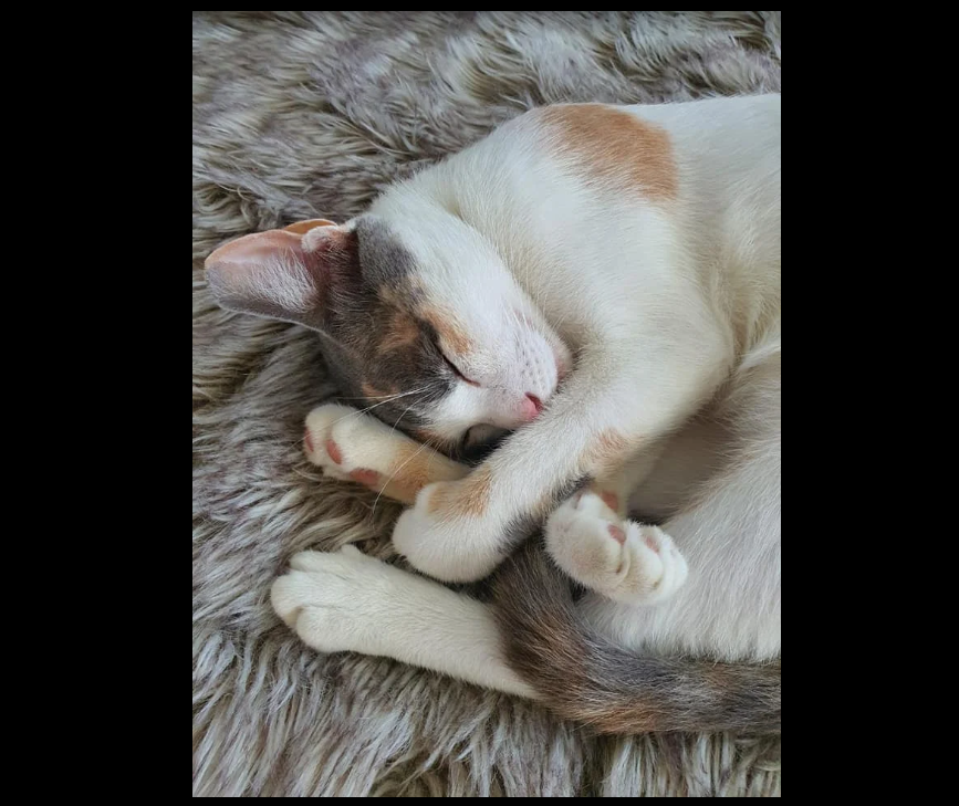 Dubai Pets Grooming (Pet Grooming Center) in Dubai Get Contact Number, Address, Reviews