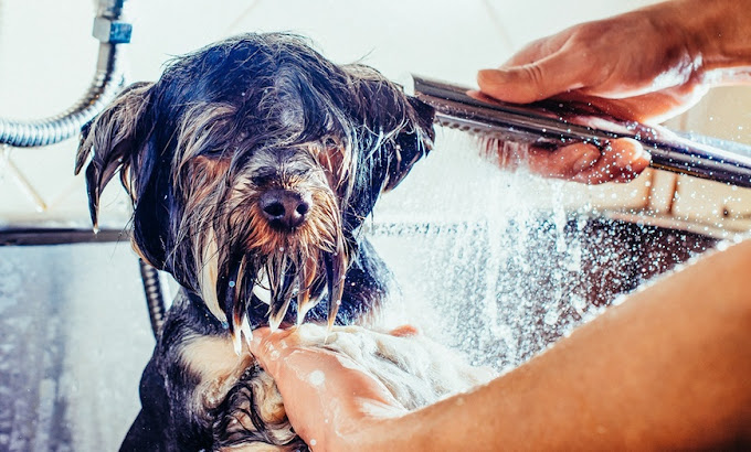 Happy puppy grooming store boutique