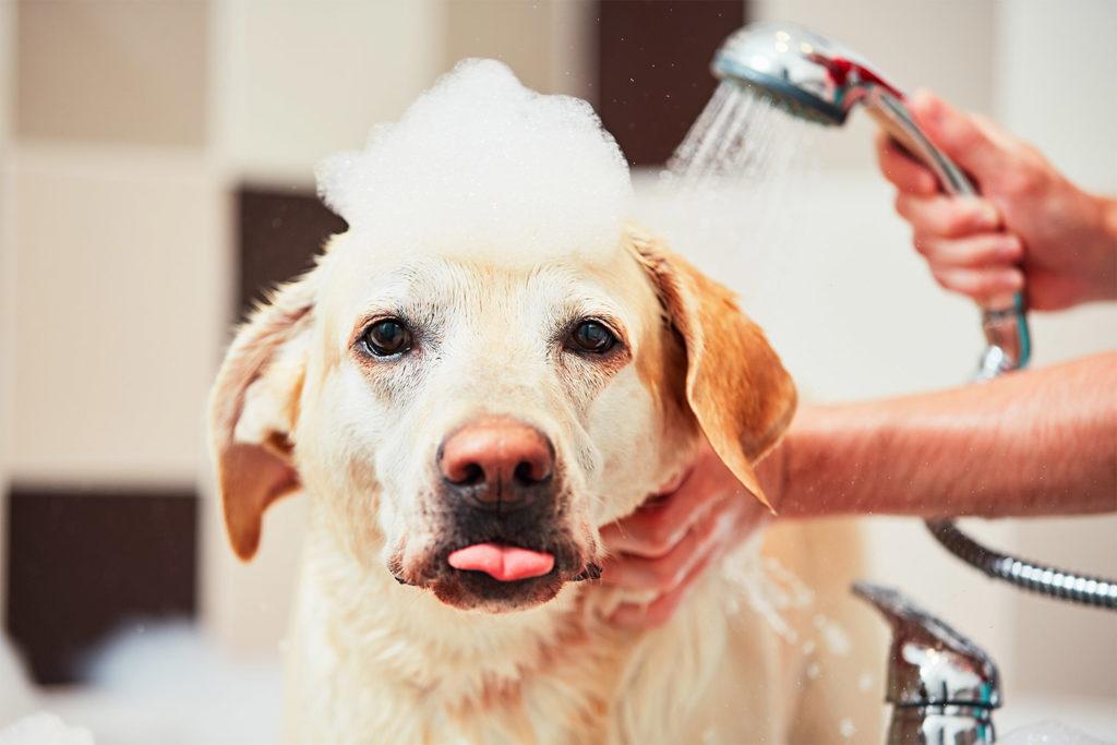 Tail waggin pet store spa