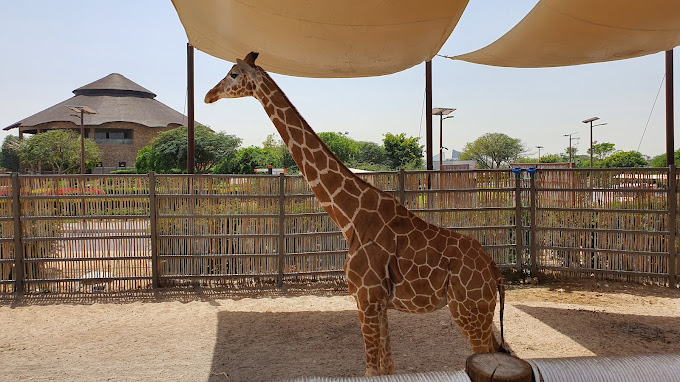 Dubai Safari Park images