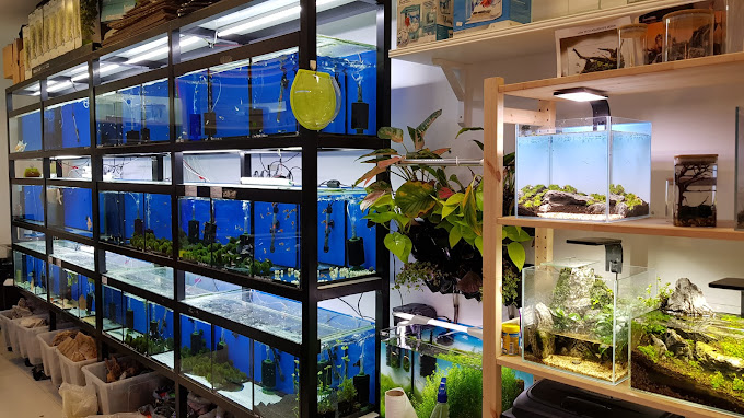 Aquarium shop in discount deira