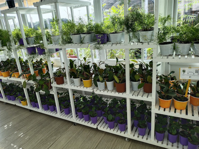 Dubai Municipality Nursery (Plant Nurseries) in Dubai Get Contact