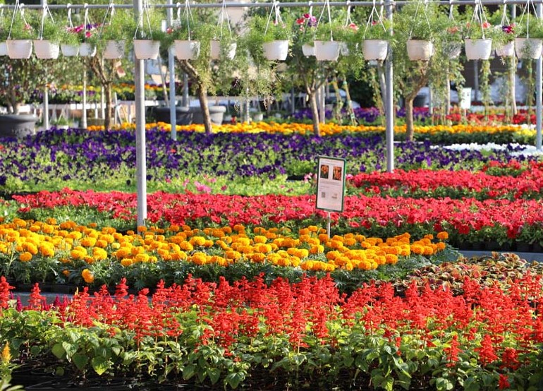 Oasis Plants (Plant Nurseries) in Sharjah Get Contact Number, Address, Reviews, Rating Dubai