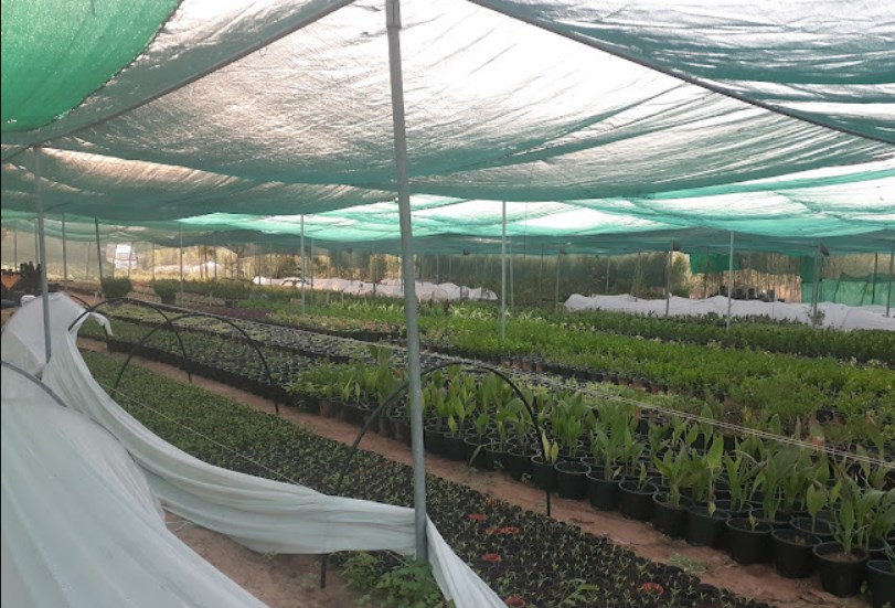 Noor Plants Nursery (Plant Nurseries) in Sharjah Get Contact Number, Address, Reviews, Rating