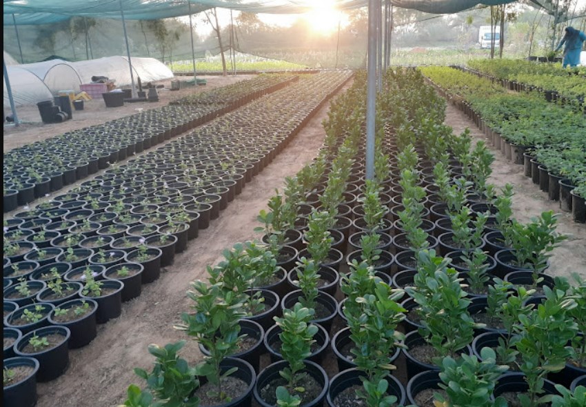 Noor Plants Nursery (Plant Nurseries) in Sharjah Get Contact Number, Address, Reviews, Rating