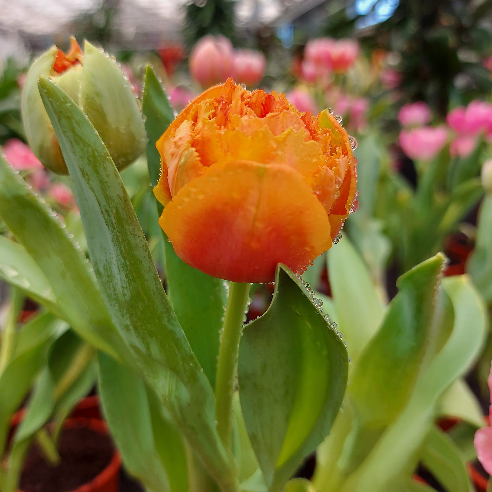 Black Tulip Flowers LLC Al Barsha (Gifts and Flowers ) in Al Barsha