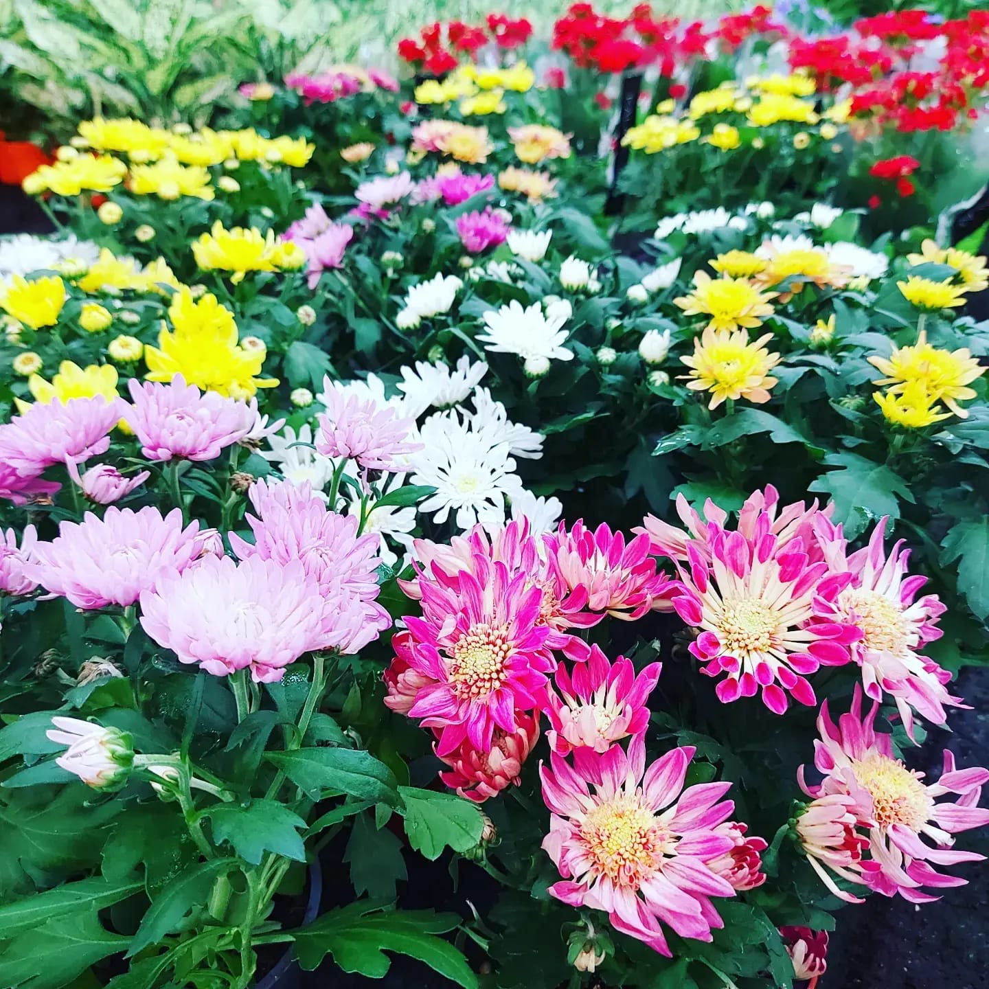 Black Tulip Flowers LLC Al Barsha (Gifts and Flowers ) in Al Barsha