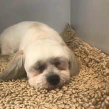 Judi Pets's Grooming Salon
