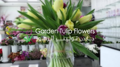 Garden Tulip Flowers