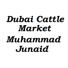 Dubai Cattle Market Muhammad Junaid