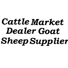 Cattle Market Dealer Goat Sheep Supplier